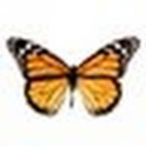 Meet your Posher, Merriam